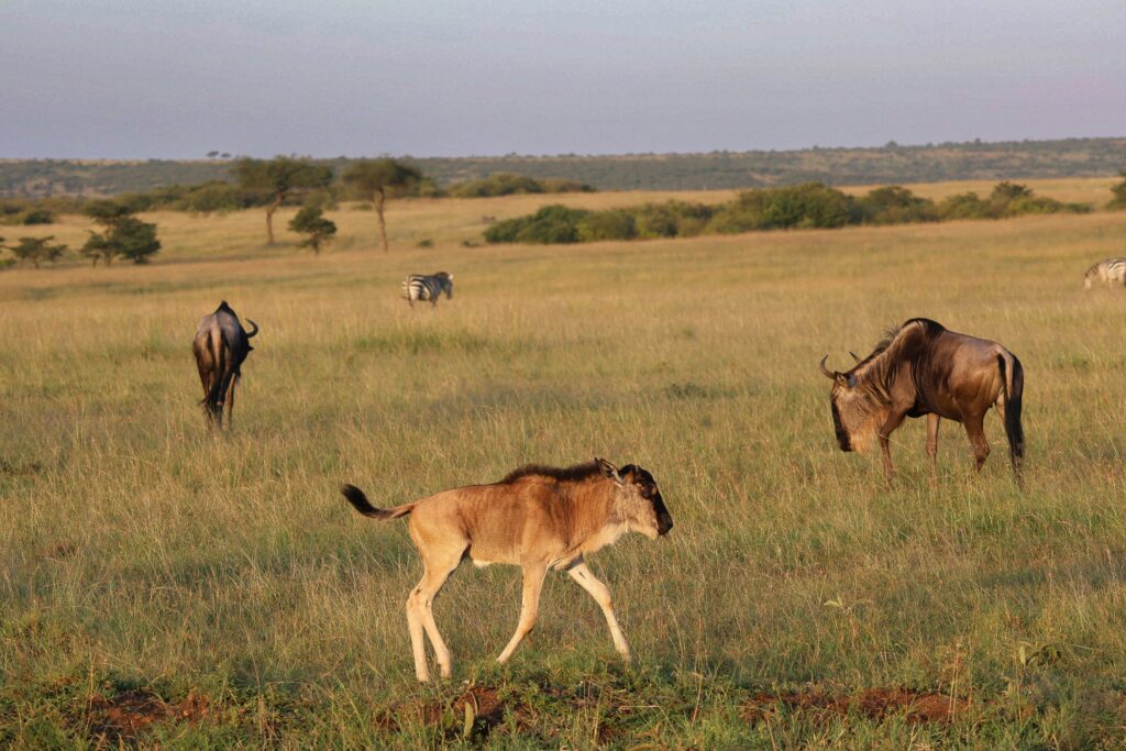 Why Tanzania Should Be Your Next Luxury Safari Destination